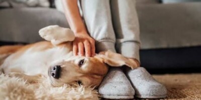 dog laying on floor